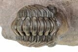 Detailed Metacanthina Trilobite With Enrolled Reedops #254151-8